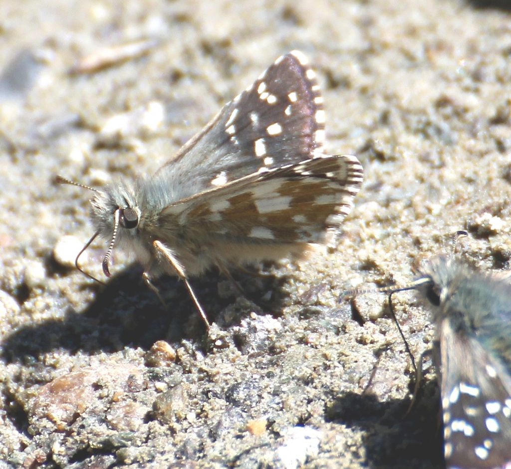 Pyrgus serratulae?  No, Pyrgus carlinae